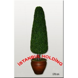 Şimşir Ağaçlar 1