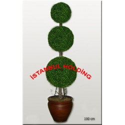 Şimşir Ağaçlar 11