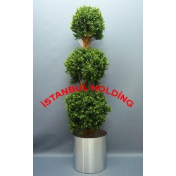 Şimşir Ağaçlar 5