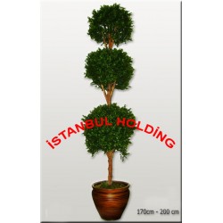 Şimşir Ağaçlar 7