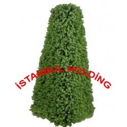 Şimşir Ağaçlar 8